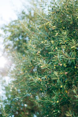 Meyve ile zeytin dalı. Zeytin bahçeleri ve bahçeleri Karadağ