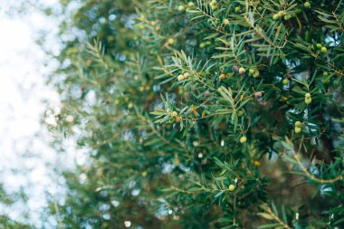 Meyve ile zeytin dalı. Zeytin bahçeleri ve bahçeleri Karadağ