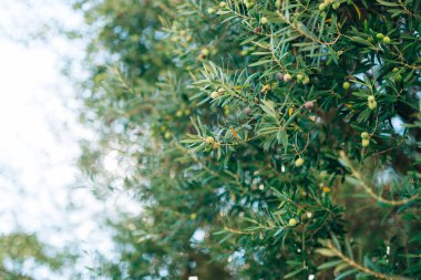 Meyve ile zeytin dalı. Zeytin bahçeleri ve bahçeleri Karadağ