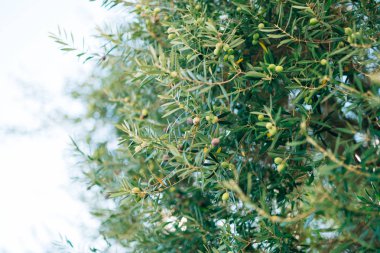 Meyve ile zeytin dalı. Zeytin bahçeleri ve bahçeleri Karadağ