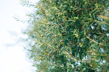 Meyve ile zeytin dalı. Zeytin bahçeleri ve bahçeleri Karadağ