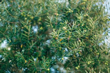 Meyve ile zeytin dalı. Zeytin bahçeleri ve bahçeleri Karadağ