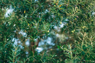 Meyve ile zeytin dalı. Zeytin bahçeleri ve bahçeleri Karadağ