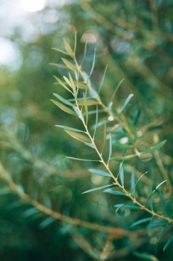 Zeytin dalı ile yaprakları yakın çekim. Zeytin bahçeleri ve bahçelerde M