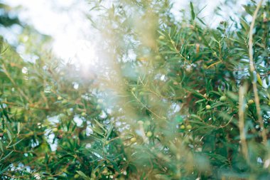 Meyve ile zeytin dalı. Zeytin bahçeleri ve bahçeleri Karadağ