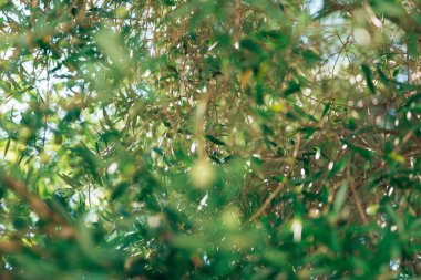 Zeytin dalı ile yaprakları yakın çekim. Zeytin bahçeleri ve bahçelerde M