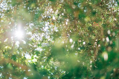 Zeytin dalı ile yaprakları yakın çekim. Zeytin bahçeleri ve bahçelerde M