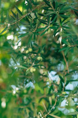 Meyve ile zeytin dalı. Zeytin bahçeleri ve bahçeleri Karadağ