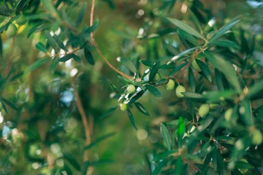 Meyve ile zeytin dalı. Zeytin bahçeleri ve bahçeleri Karadağ