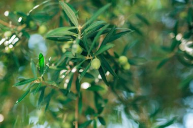Meyve ile zeytin dalı. Zeytin bahçeleri ve bahçeleri Karadağ