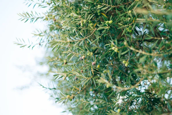 Meyve ile zeytin dalı. Zeytin bahçeleri ve bahçeleri Karadağ