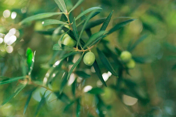 Rama de olivo con frutos. Olivos y jardines en Montenegro — Foto de Stock