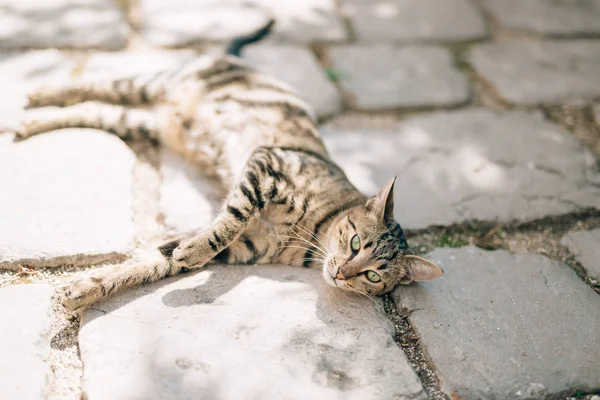 Gatos en el casco antiguo de Budva, Kotor, Dubrovnik. Croacia y Lun — Foto de Stock