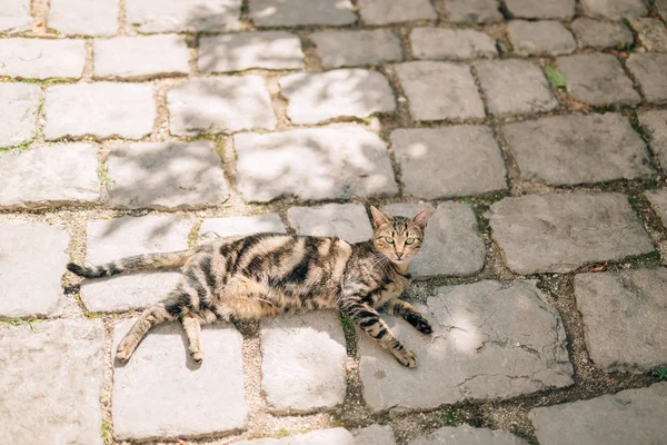 Katter i den gamla staden Budva, Kotor, Dubrovnik. Kroatien och Mon — Stockfoto