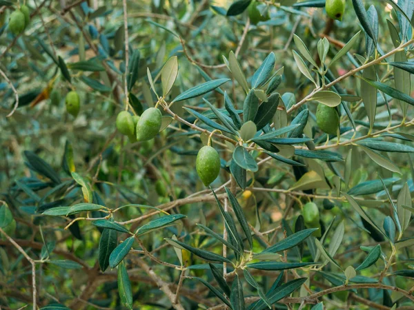 Ramo d'ulivo con frutti. Oliveti e giardini in Montenegro — Foto Stock