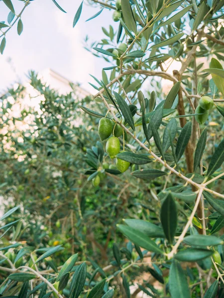 Rama de olivo con frutos. Olivos y jardines en Montenegro — Foto de Stock