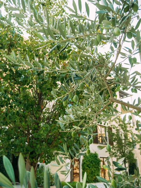 Olive branch med frukter. Olivlundar och trädgårdar i Montenegro — Stockfoto