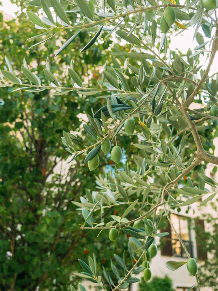 Ramo de azeitona com frutos. Olivais e jardins em Montenegro — Fotografia de Stock