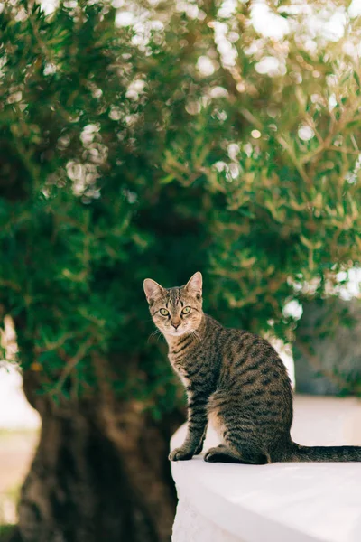 Katter i den gamla staden Budva, Kotor, Dubrovnik. Kroatien och Mon — Stockfoto