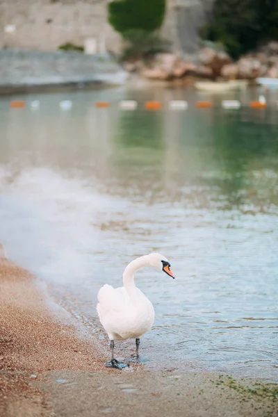 Белый лебедь гуляет по пляжам Черногории. Будва и Свети — стоковое фото