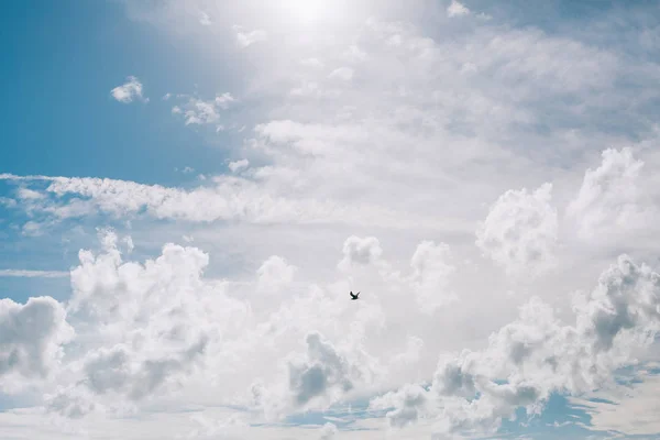 Gaivota voando no céu — Fotografia de Stock