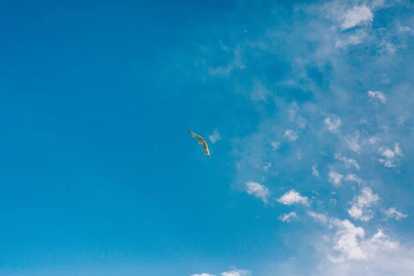 Mewa lecąca na niebie — Zdjęcie stockowe