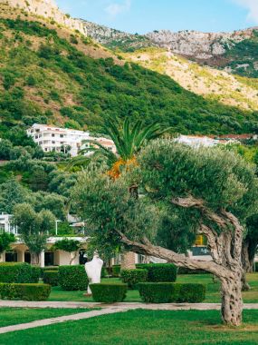 Zeytin ağacı. Zeytin bahçeleri ve bahçeler