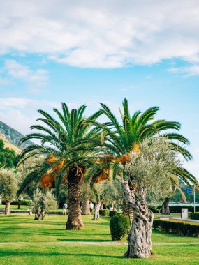 Palmiye ağacı. Karadağ'daki tarihi ağaç.