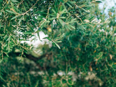 Zeytin dalı ile yaprakları yakın çekim. Zeytin bahçeleri ve bahçelerde M