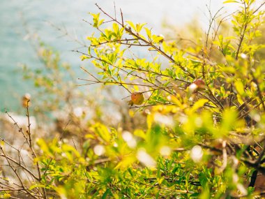 Kırmızı olgun nar ağacı üzerinde. Montenegr nar ağaçları