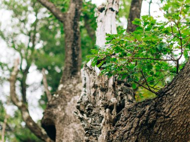 Yeşil yaprakları meşe palamutları ve meşe