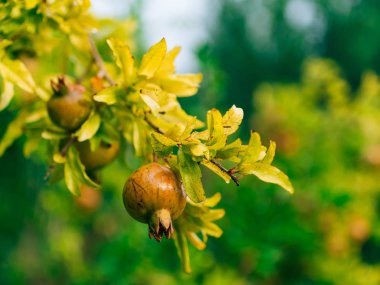 Kırmızı olgun nar ağacı üzerinde. Montenegr nar ağaçları