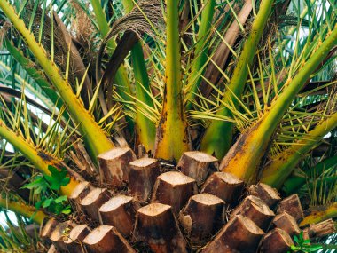 Palmiye ağacı yakın Şubesi