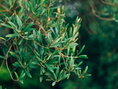 Zeytin dalı ile yaprakları yakın çekim. Zeytin bahçeleri ve bahçelerde M