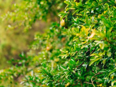 Orta ölçekli nar meyve Monteneg yeşil ağaç üzerinde