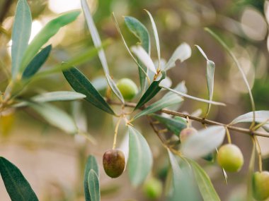 Zeytin dalı ile yaprakları yakın çekim. Zeytin bahçeleri ve bahçelerde M
