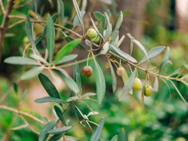 Zeytin dalı ile yaprakları yakın çekim. Zeytin bahçeleri ve bahçelerde M