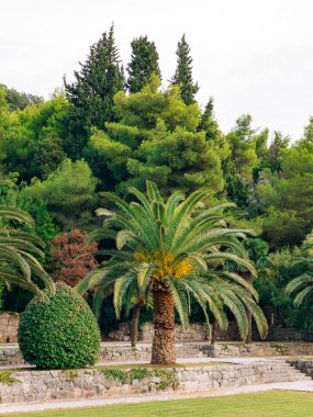 Palmiye ağacı. Karadağ'daki tarihi ağaç.