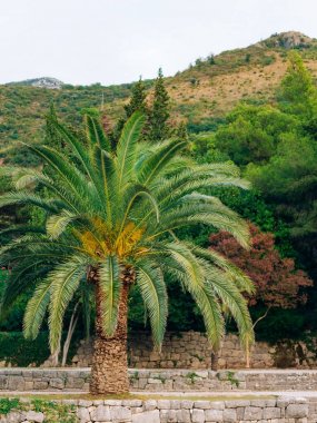 Palmiye ağacı. Karadağ'daki tarihi ağaç.