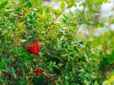 Bir demet kırmızı meyveler çalıların arasında. Çiçek ve bitki Mont içinde
