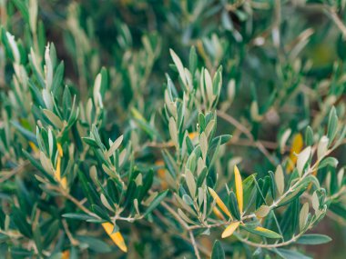 Zeytin dalı ile yaprakları yakın çekim. Zeytin bahçeleri ve bahçelerde M