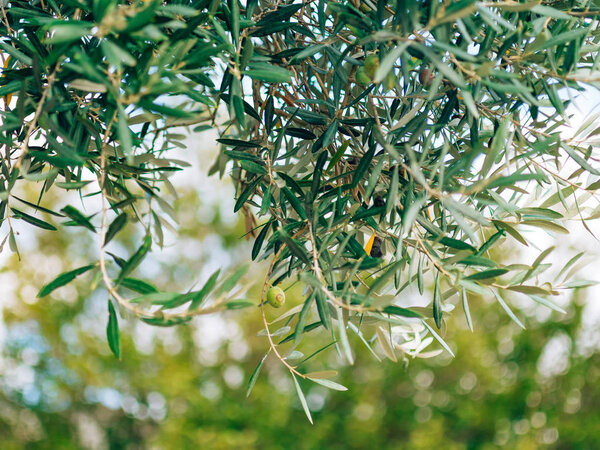 Olive branch with leaves close-up. Olive groves and gardens in M