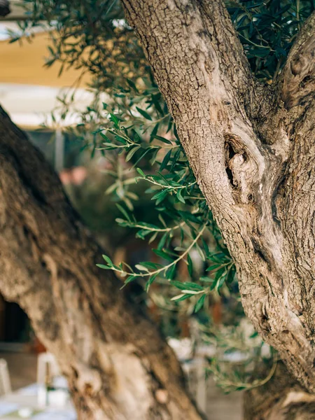 Primer plano del tronco de un árbol de aceitunas. Olivos y acelgas — Foto de Stock