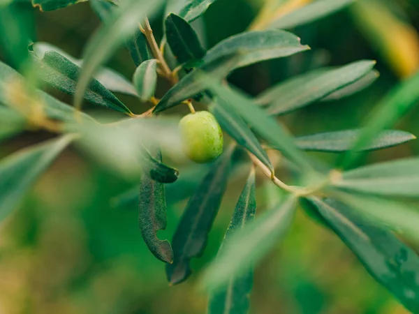 Оливковая ветвь с фруктами. Оливковые рощи и сады Черногории — стоковое фото