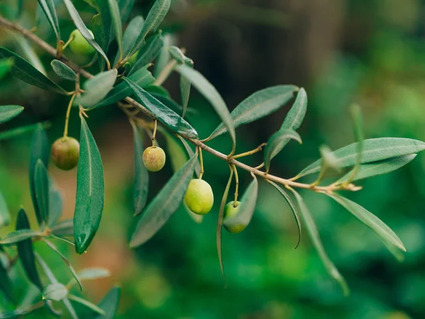 Оливковая ветвь с фруктами. Оливковые рощи и сады Черногории — стоковое фото