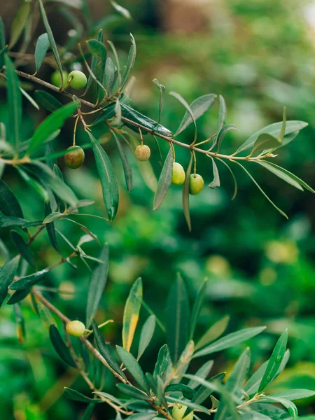 Rama de olivo con frutos. Olivos y jardines en Montenegro — Foto de Stock