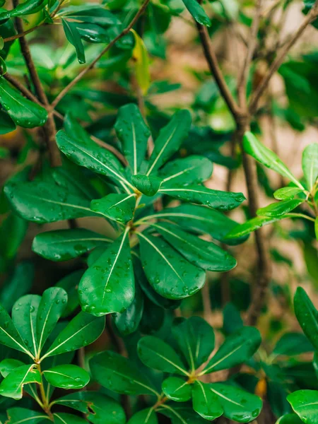 Arbusti e alberi Pittosporum in Montenegro. Progettazione del paesaggio o — Foto Stock