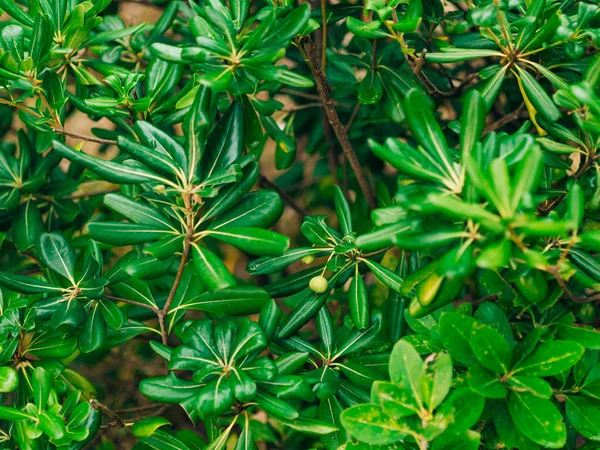 Arbustos e árvores Pittosporum em Montenegro. Projeto paisagístico o — Fotografia de Stock