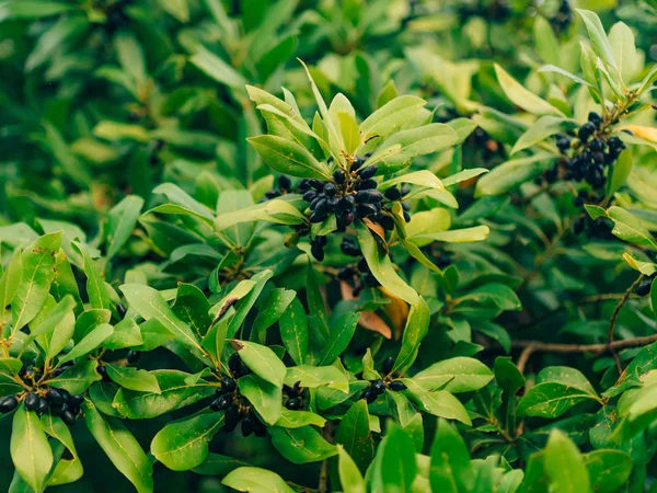 Leaves of laurel and berries on a tree. Laurel leaf in the wild