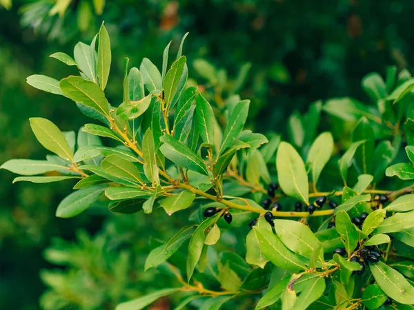 Las hojas del laurel y las bayas en el árbol. Hoja de laurel en la naturaleza — Foto de Stock